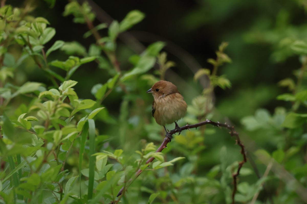 Indigo Bunting - ML642913809