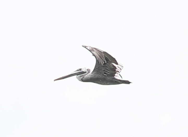 Brown Pelican - ML642913812