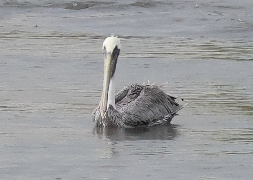 Brown Pelican - ML642913813