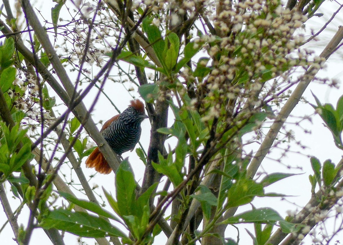 Lined Antshrike - ML642913817