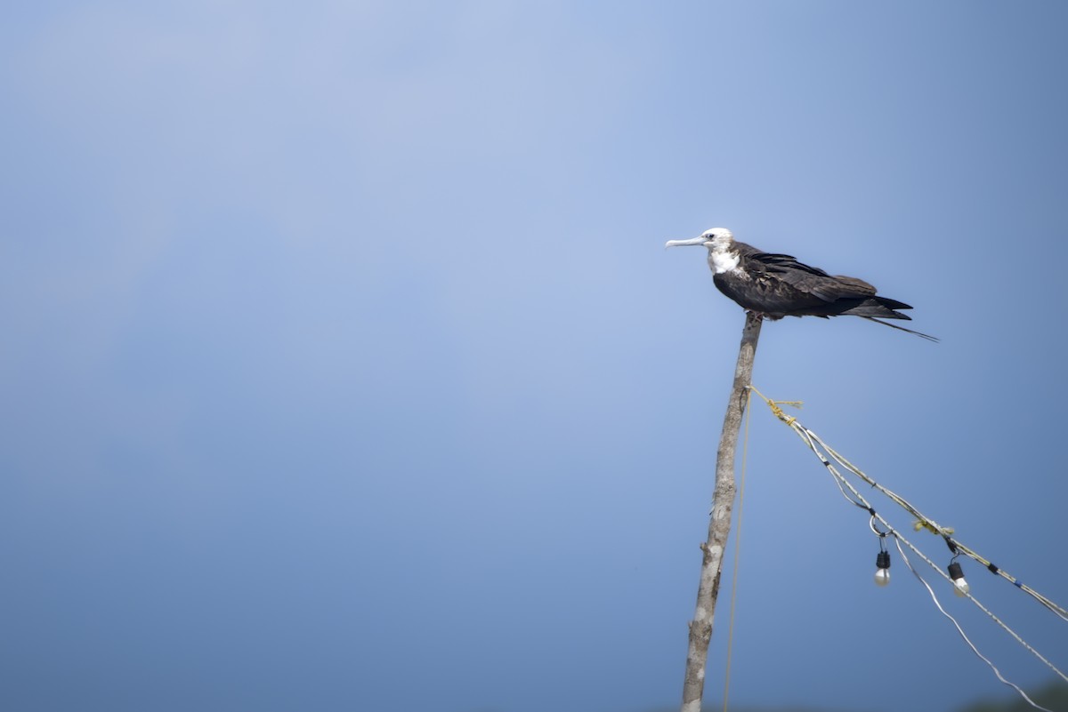 Magnificent Frigatebird - ML642913818