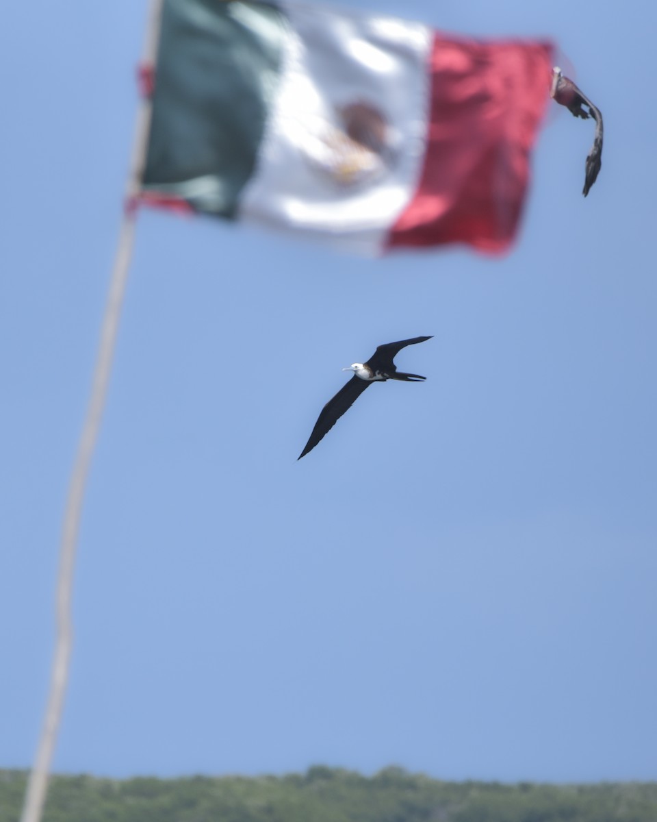 Magnificent Frigatebird - ML642913819