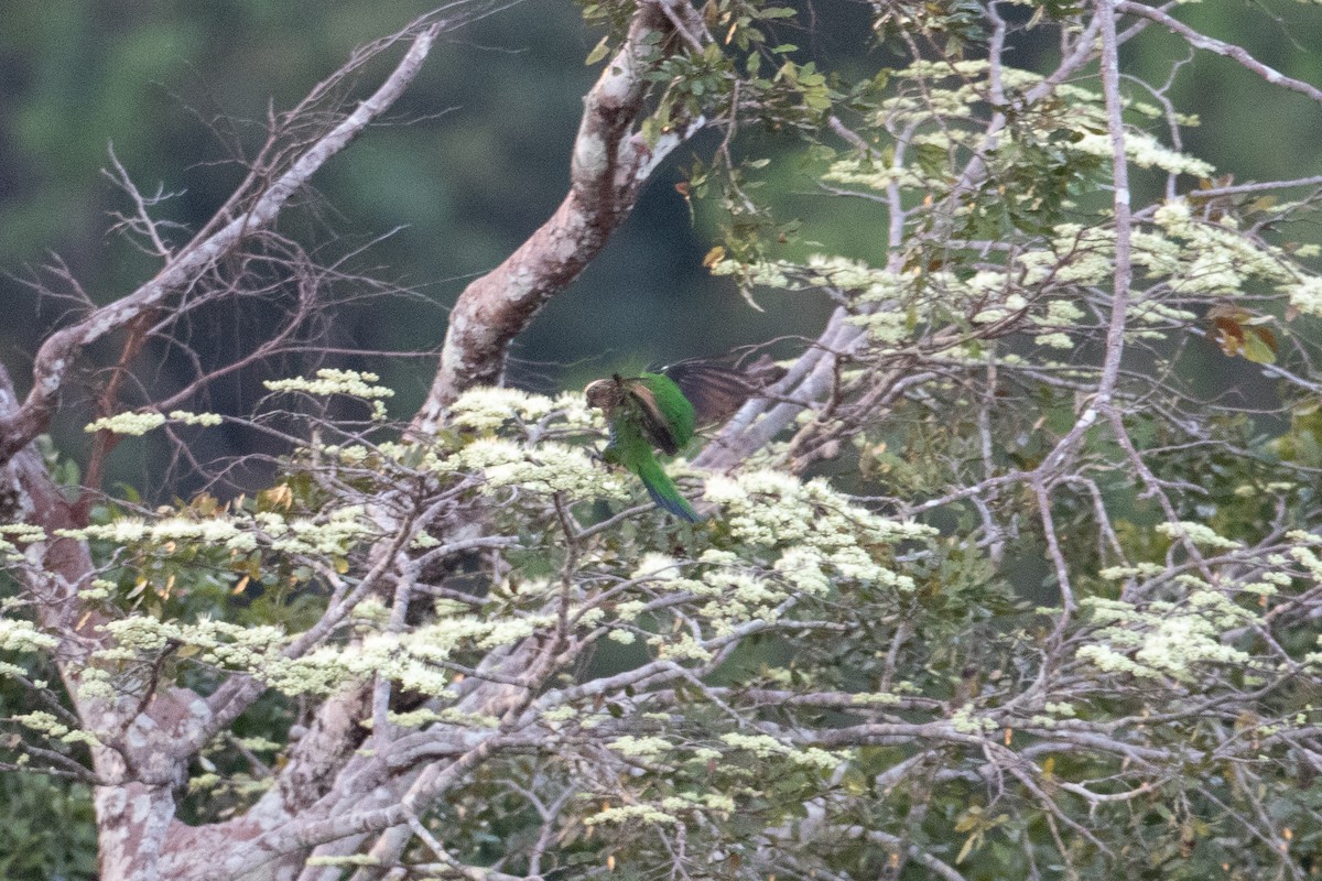 Red-fan Parrot - ML642913820