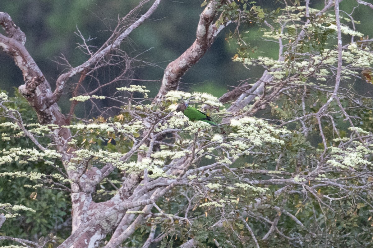Red-fan Parrot - ML642913826