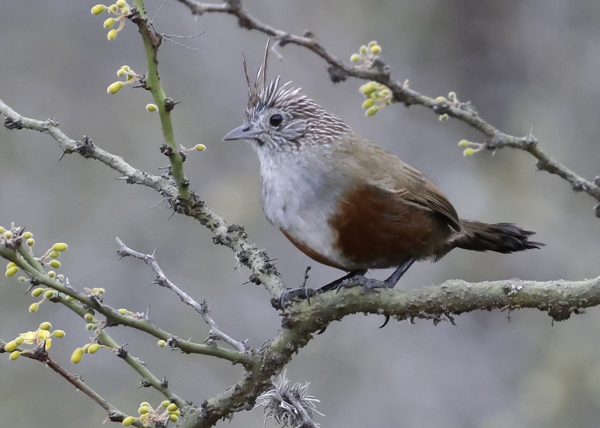 Crested Gallito - ML642913847