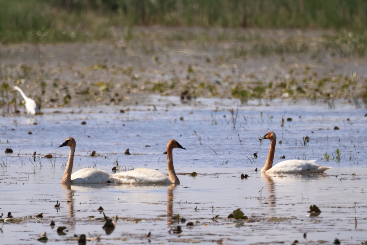 Trumpeter Swan - ML642913868