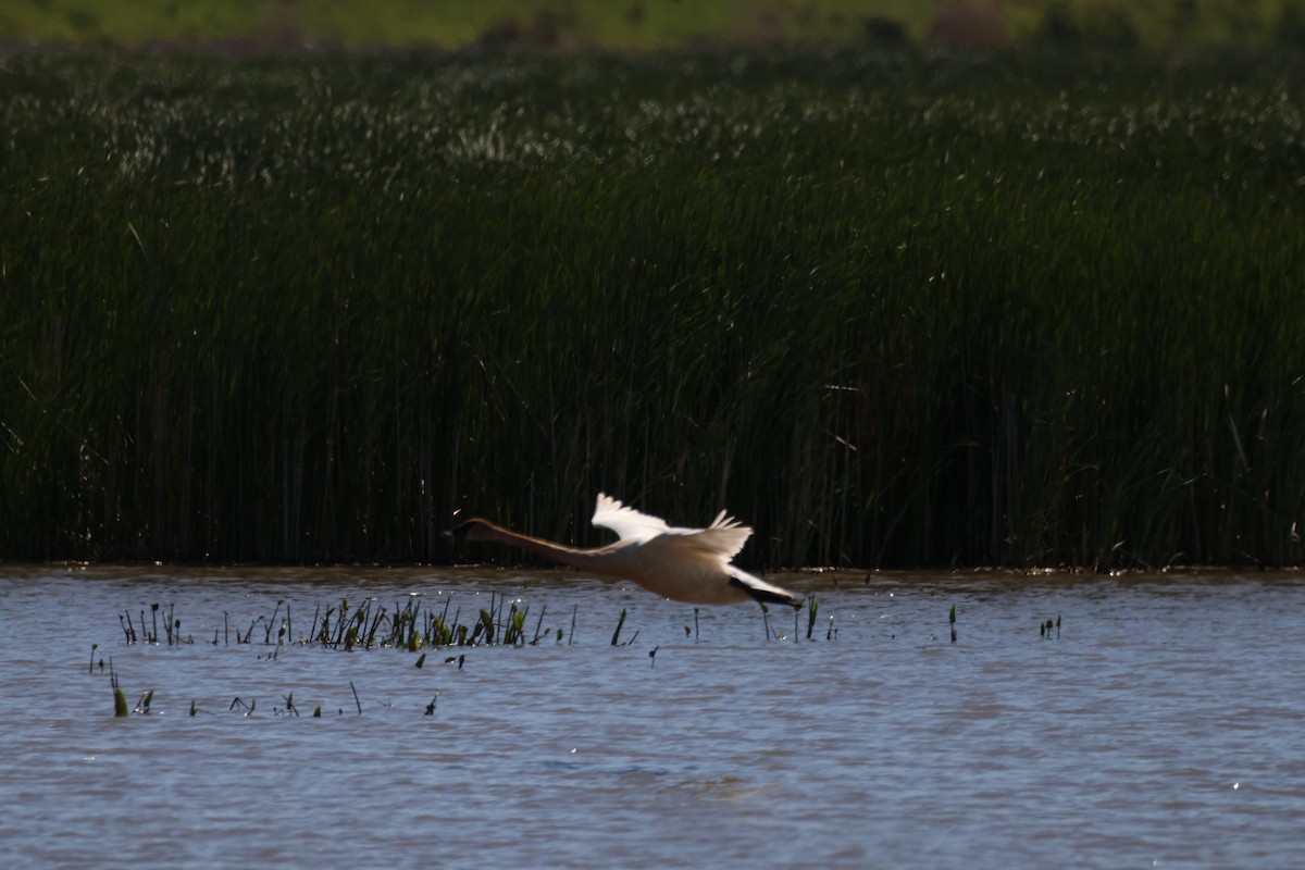 Trumpeter Swan - ML642913869