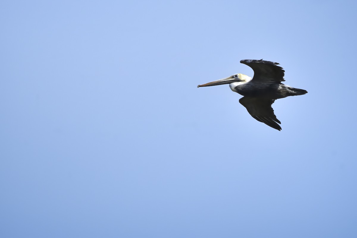 Brown Pelican - ML642913870