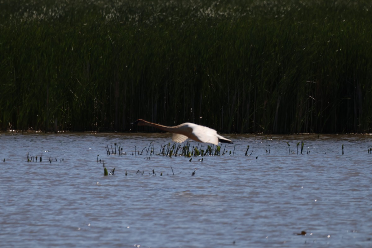 Trumpeter Swan - ML642913874