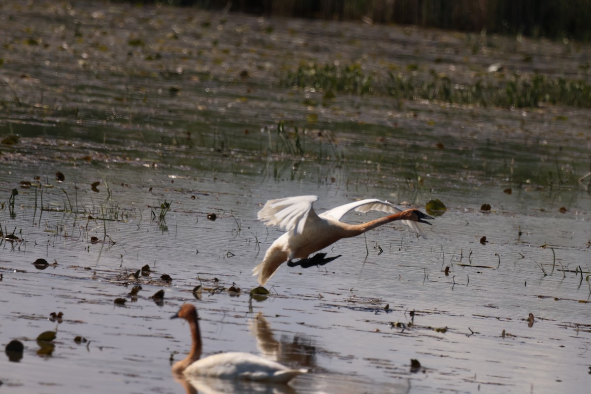 Trumpeter Swan - ML642913880