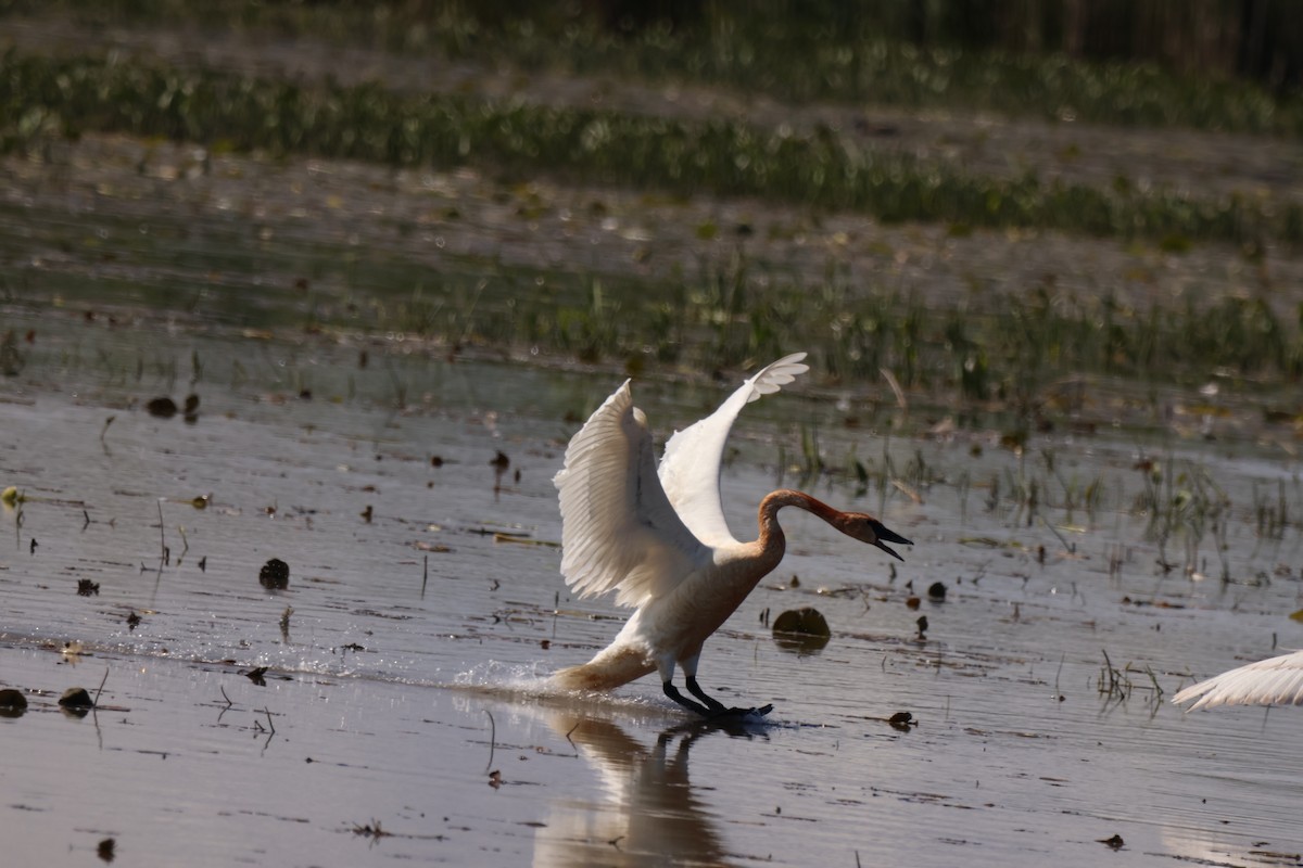 Trumpeter Swan - ML642913885