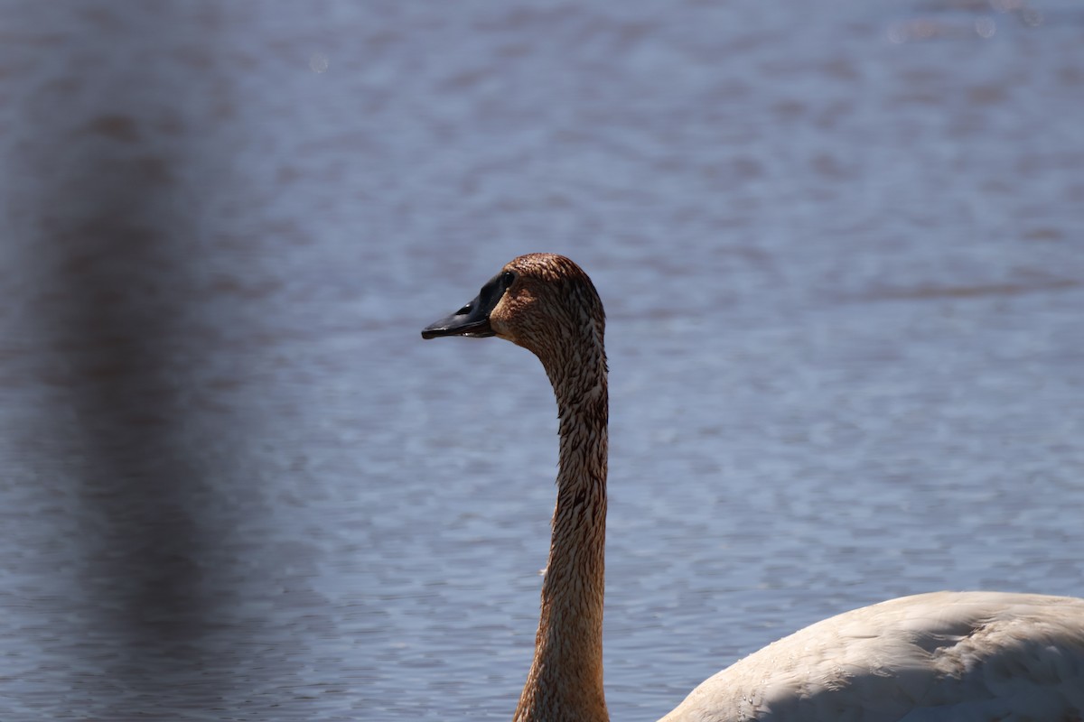 Trumpeter Swan - ML642913892