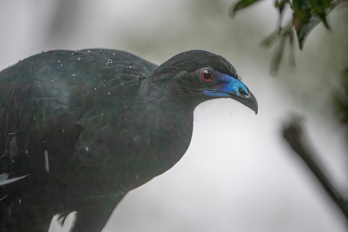 Black Guan - ML642913894