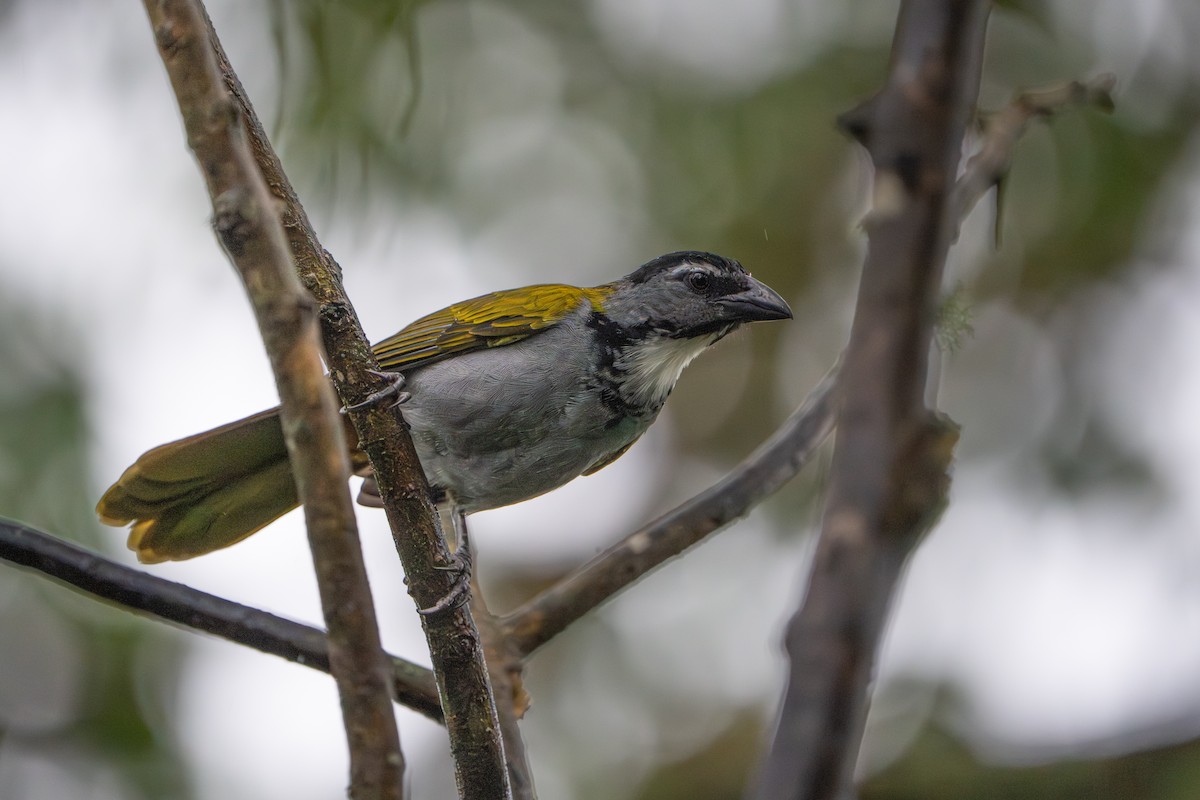 Saltator à tête noire - ML642913899