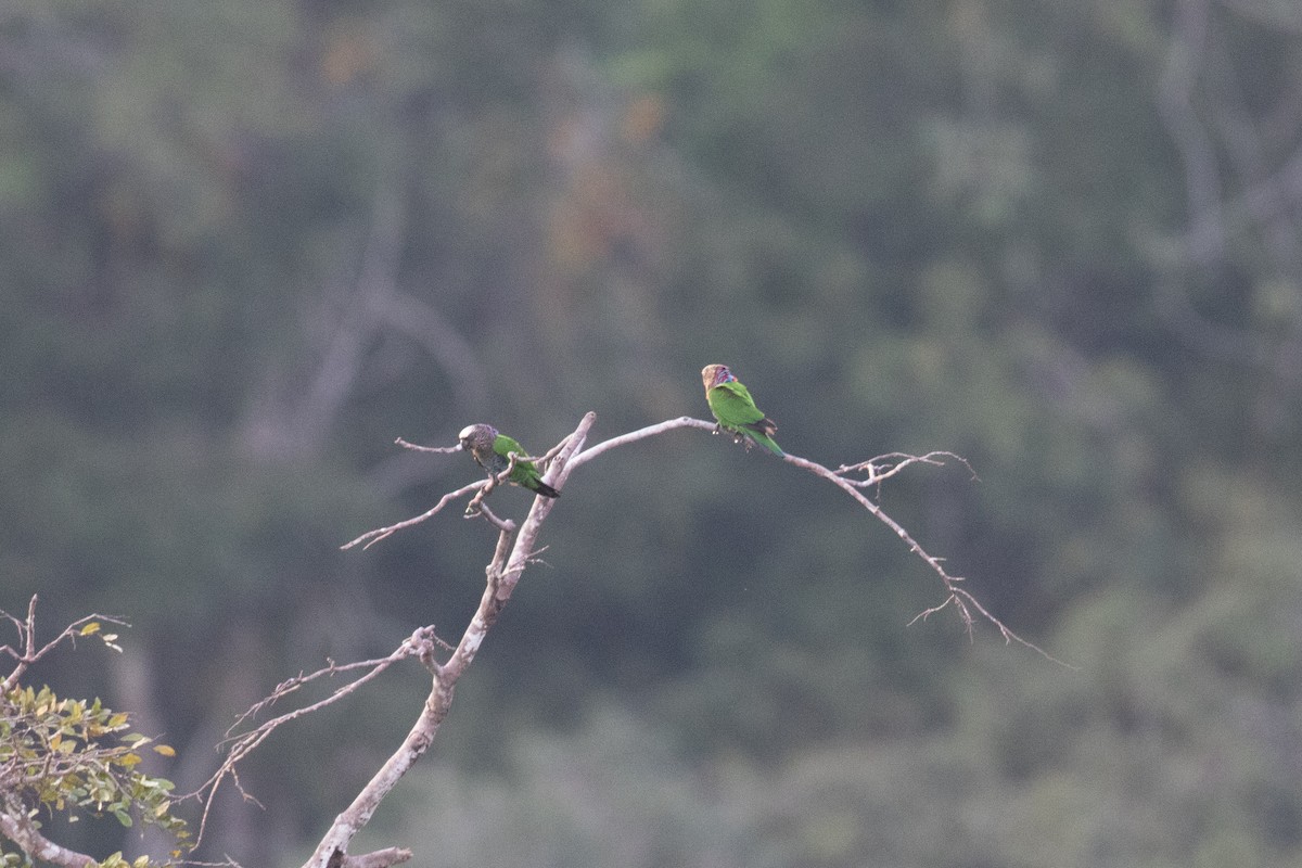 Red-fan Parrot - ML642913901