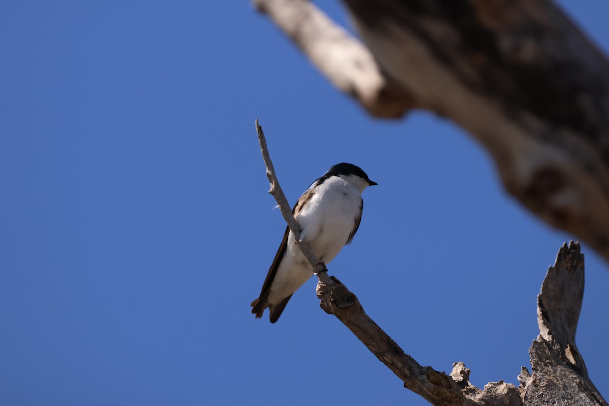 Tree Swallow - ML642913902