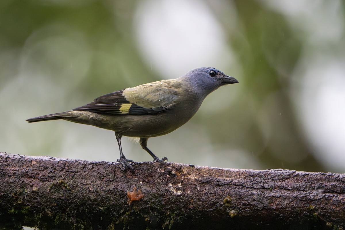 Yellow-winged Tanager - ML642913906