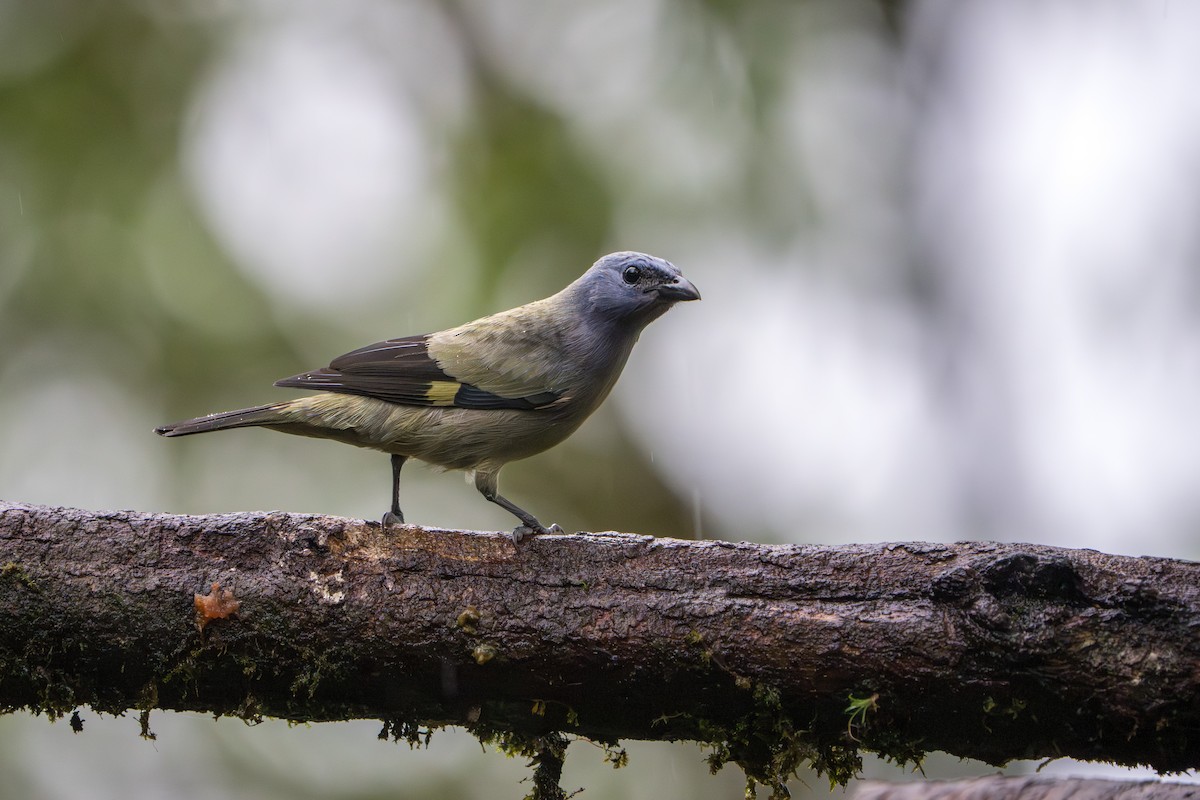 Yellow-winged Tanager - ML642913907