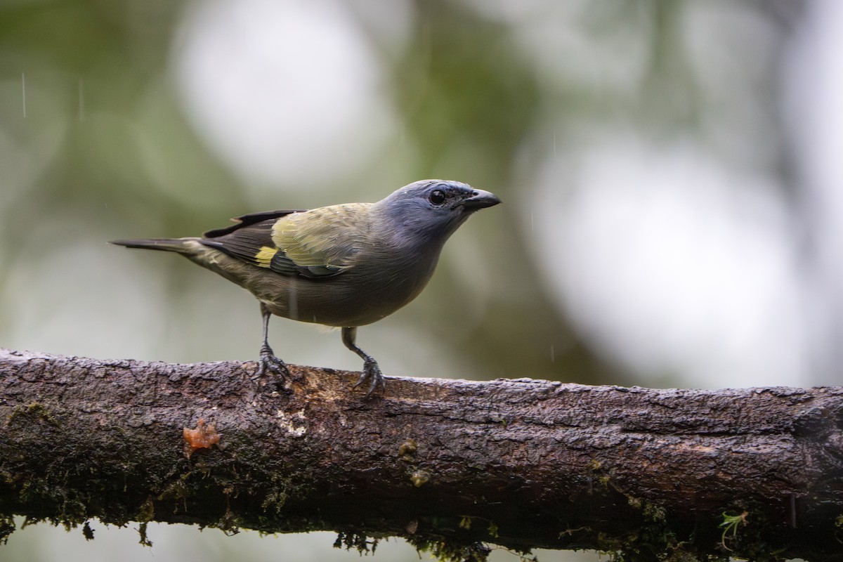 Yellow-winged Tanager - ML642913908