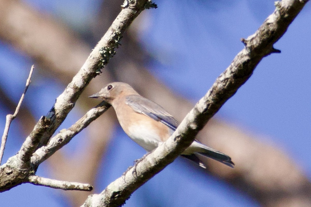 Eastern Bluebird - ML642913930