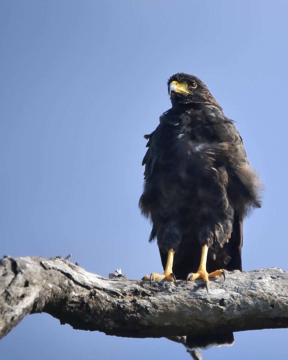 Common Black Hawk - ML642913933