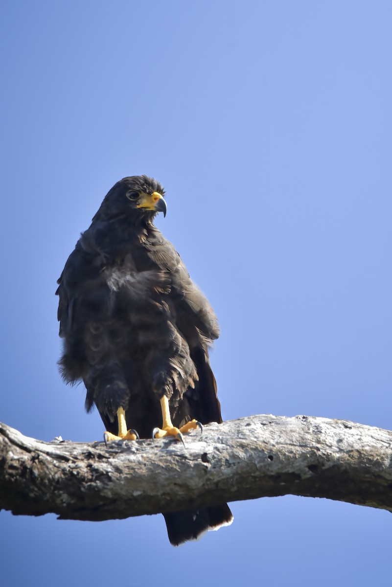 Common Black Hawk - ML642913934