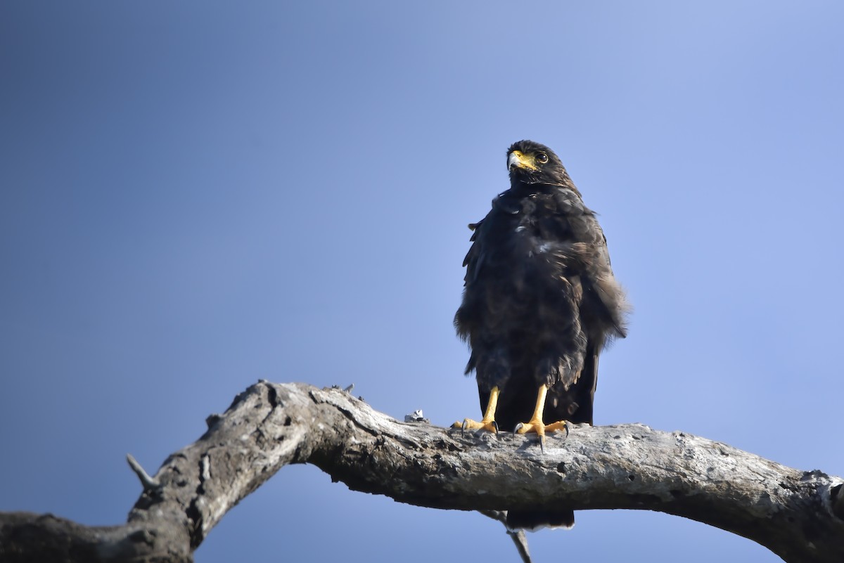 Common Black Hawk - ML642913935