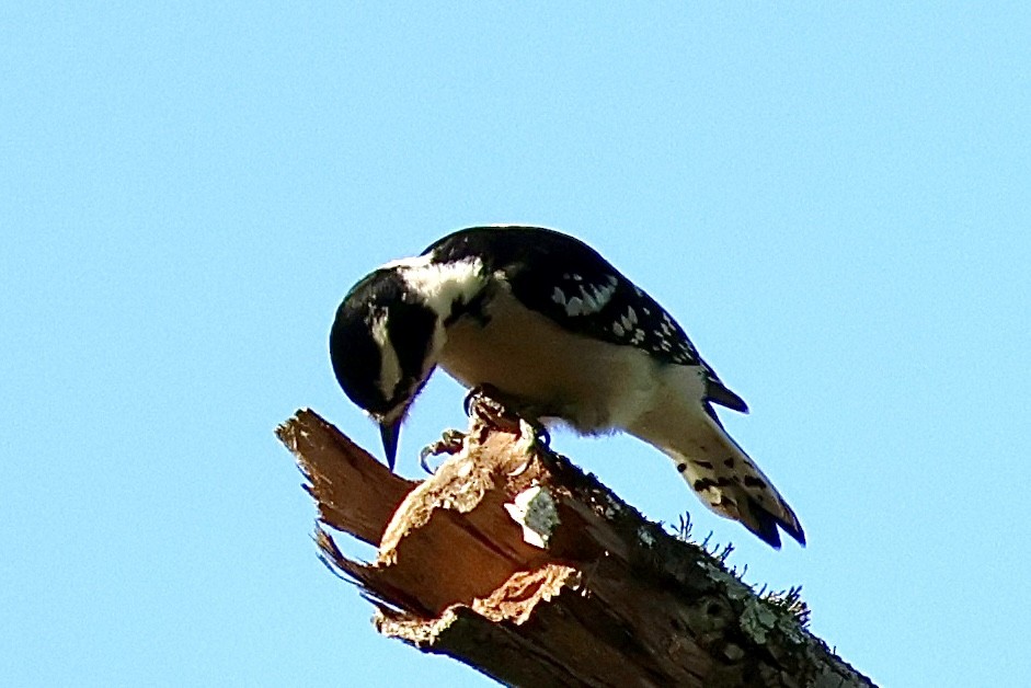 Downy Woodpecker (Eastern) - ML642913939
