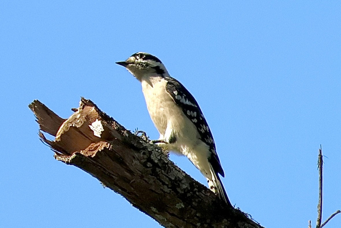 Downy Woodpecker (Eastern) - ML642913940