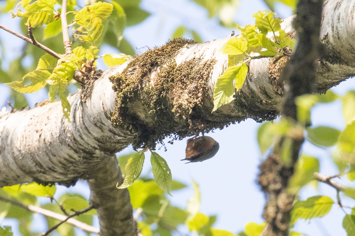 White-tailed Nuthatch - ML642913941