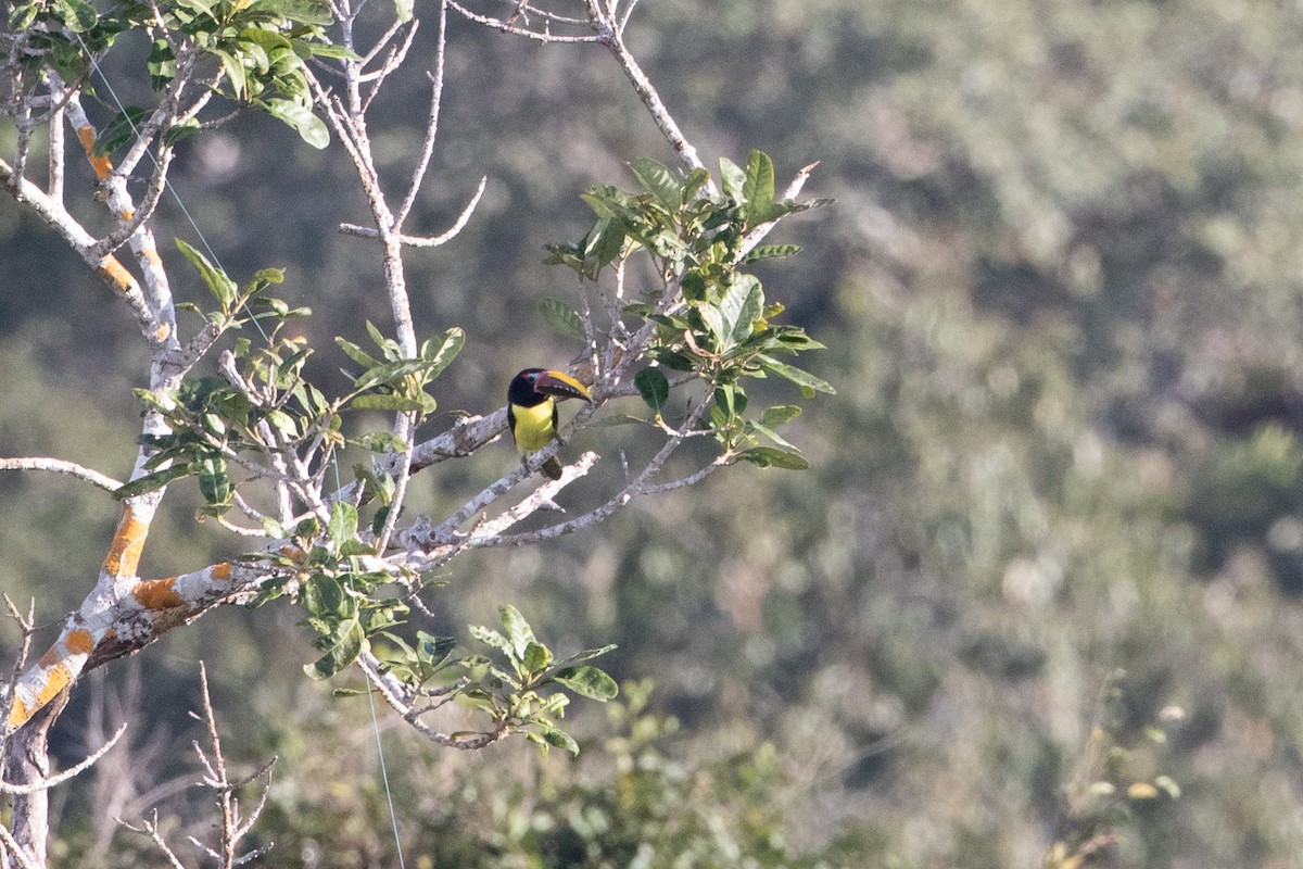 Green Aracari - ML642913942