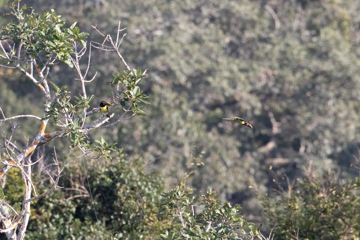 Green Aracari - ML642913943