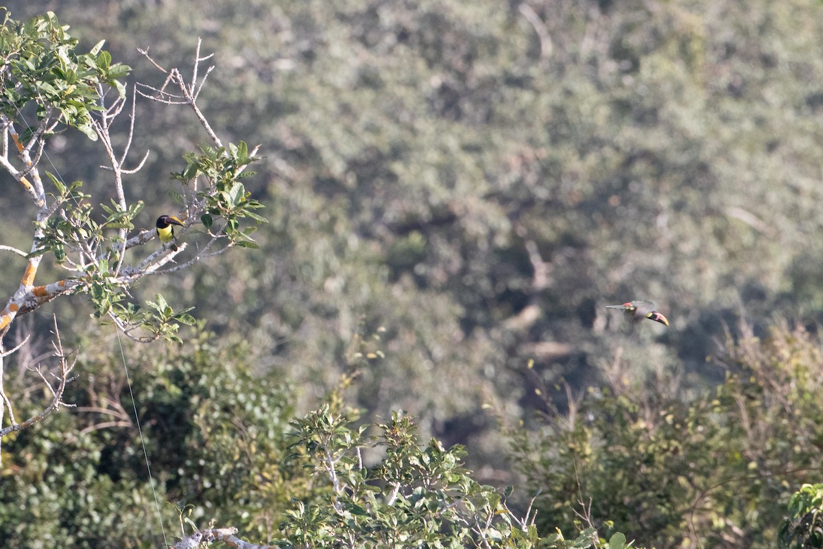 Green Aracari - ML642913944