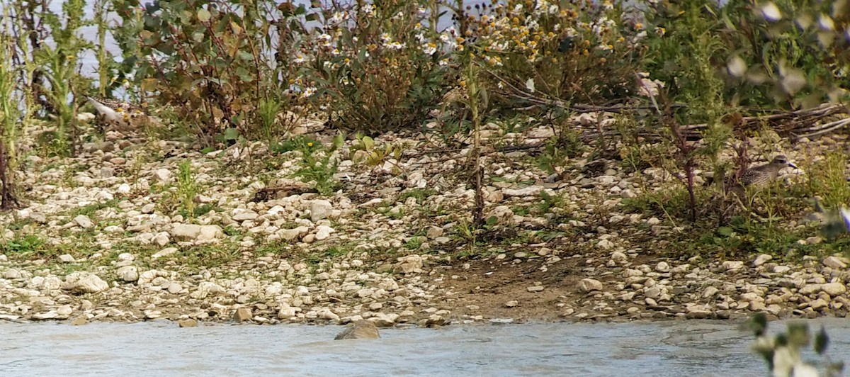Black-bellied Plover - ML642913946