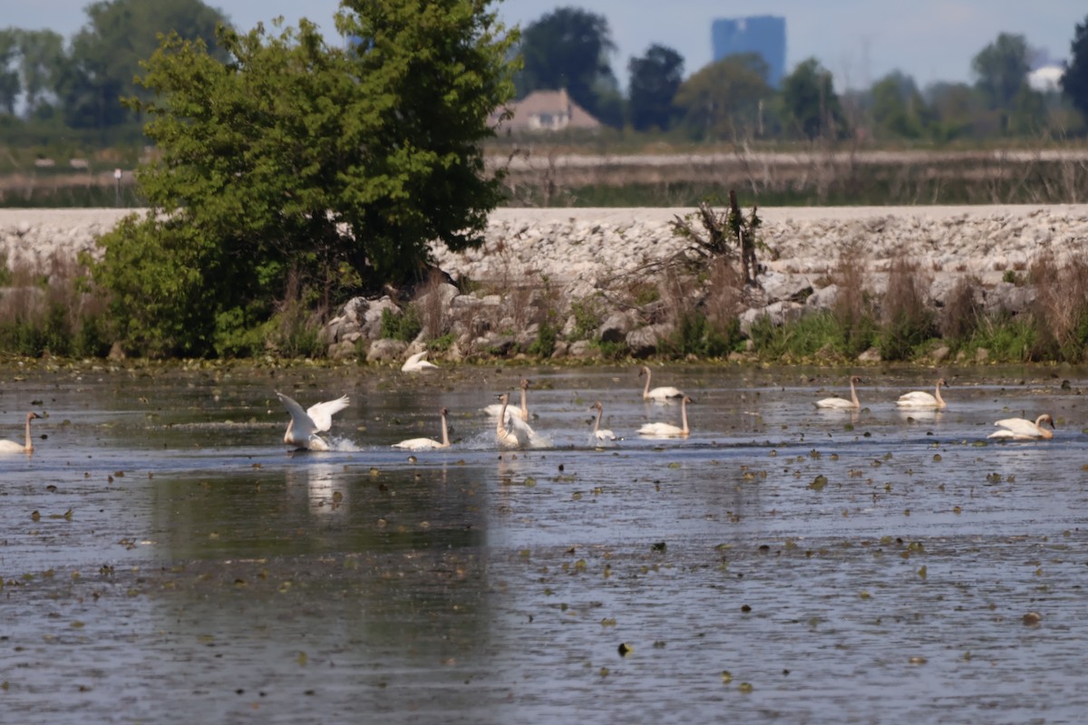 Trumpeter Swan - ML642913952
