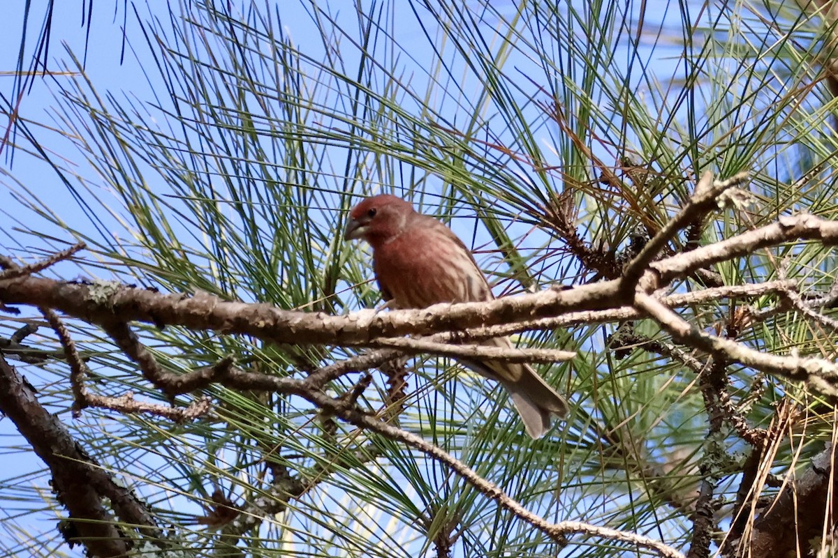 House Finch - ML642913956