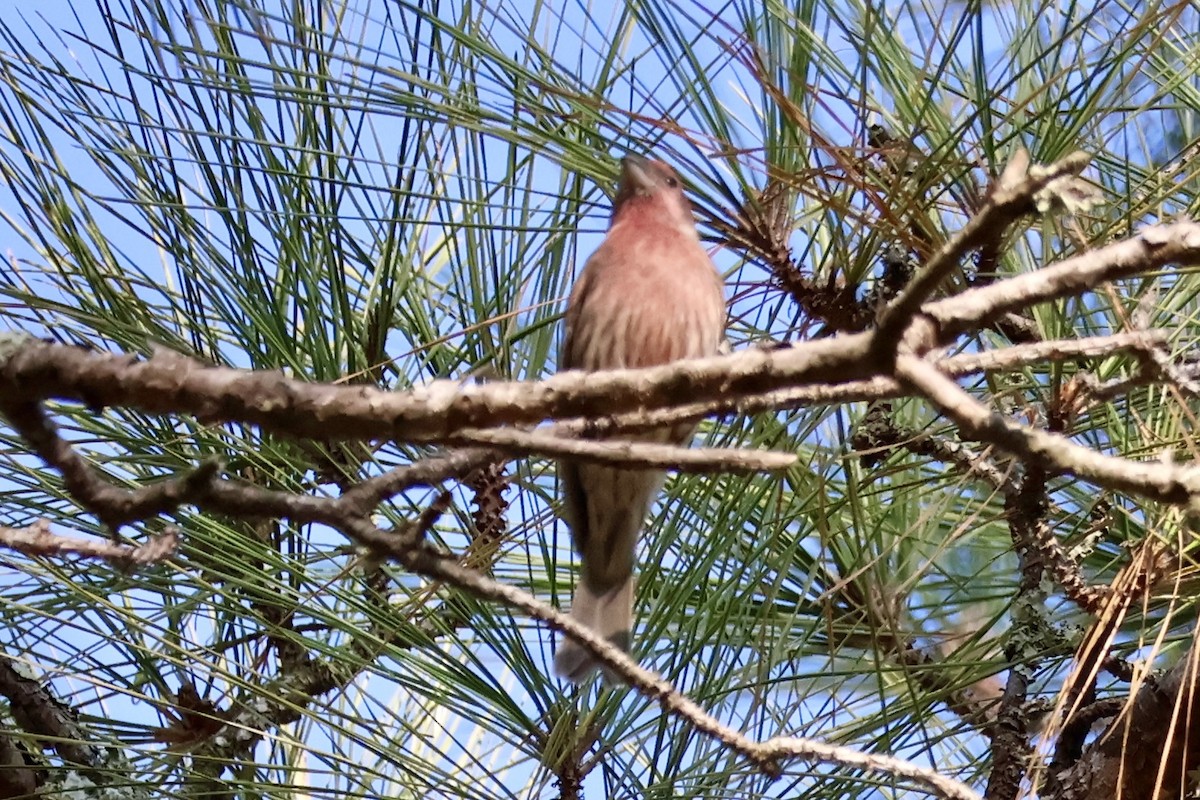 House Finch - ML642913957