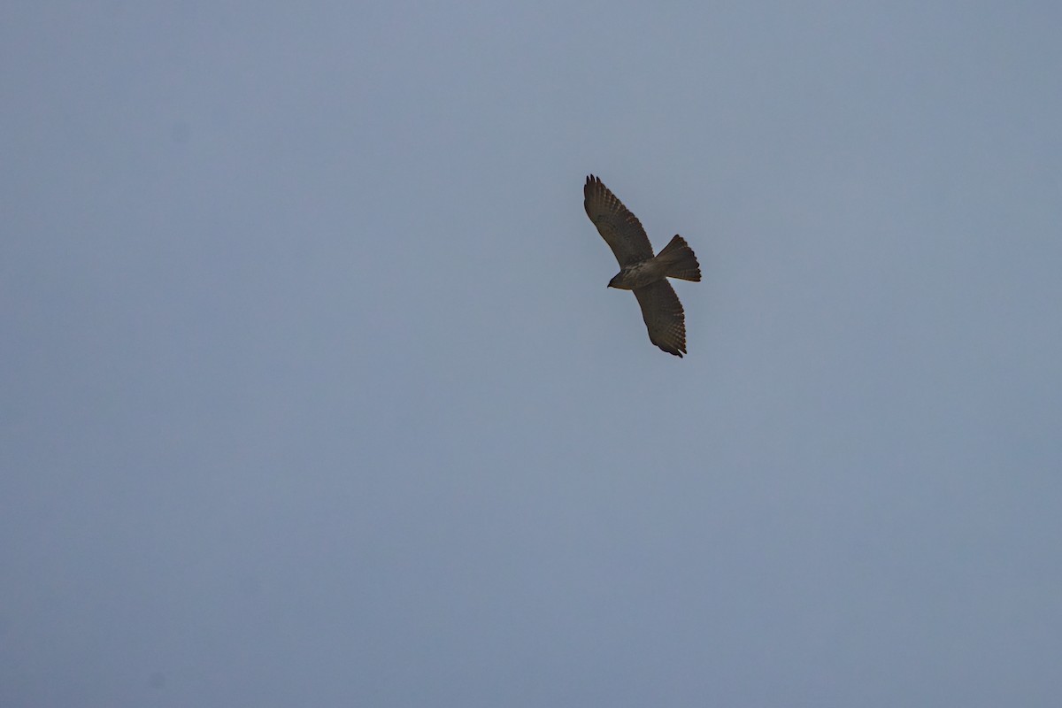 White-throated Hawk - ML642913962