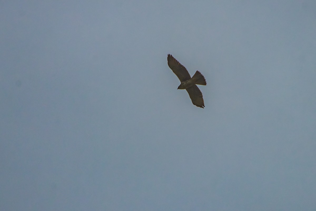 White-throated Hawk - ML642913963