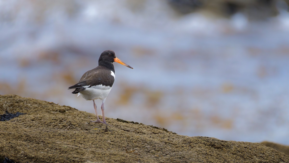 Eurasian Oystercatcher - ML642913965