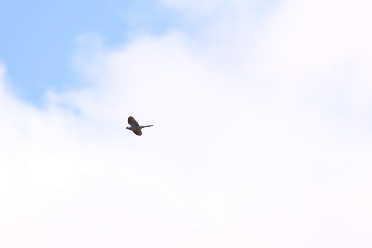 Mourning Dove - ML642913970