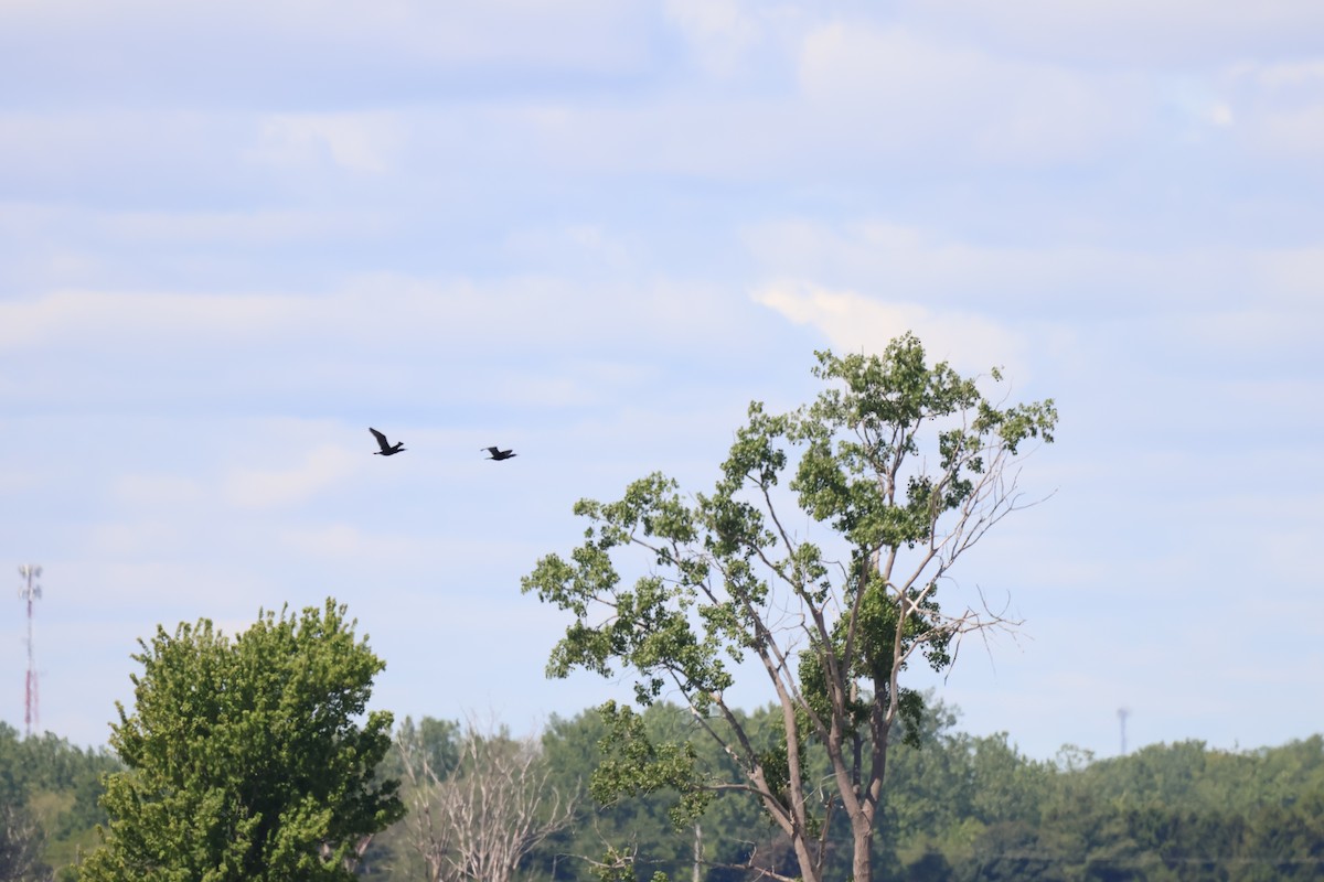 Double-crested Cormorant - ML642913982