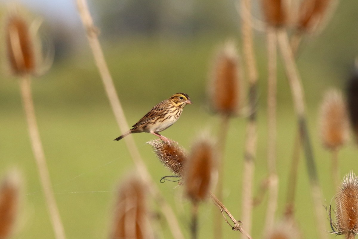 Savannah Sparrow - ML642913984