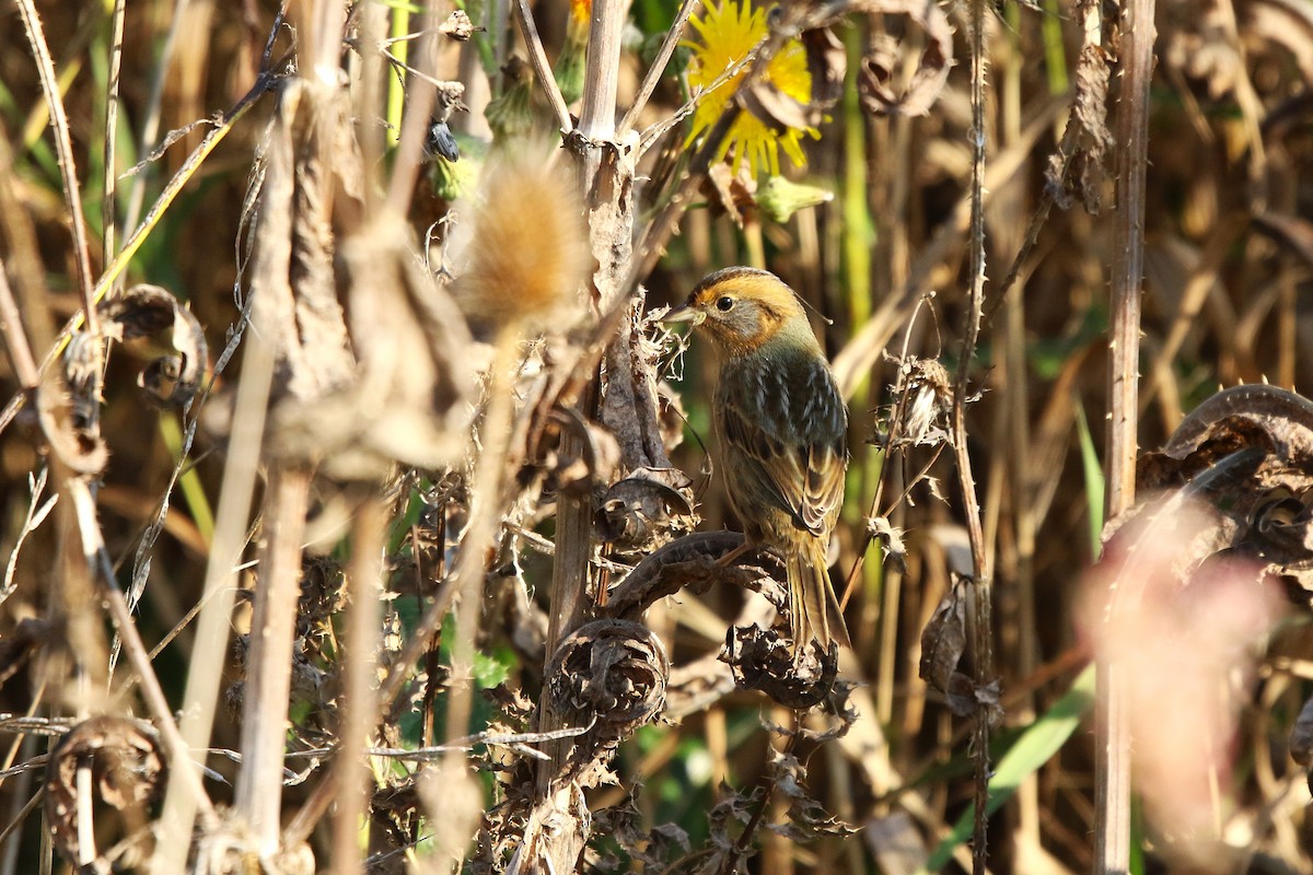 Nelson's Sparrow - ML642913988