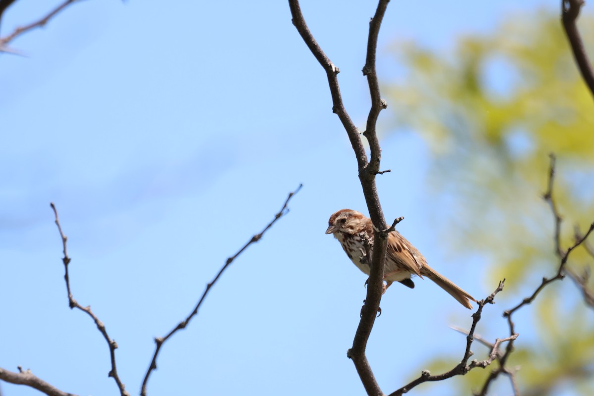 Song Sparrow - ML642914002