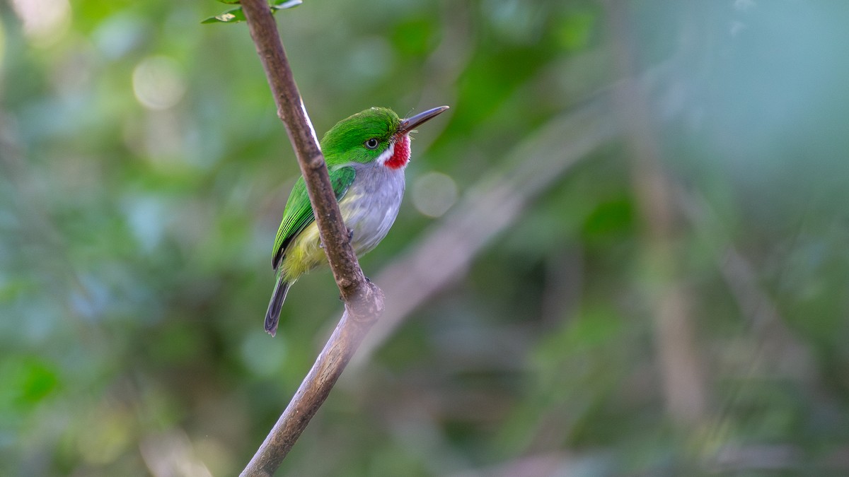 Puerto Rican Tody - ML642914007