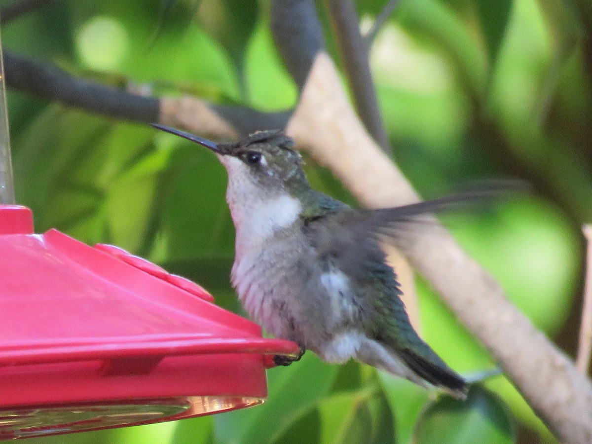Colibri à gorge rubis - ML642914008
