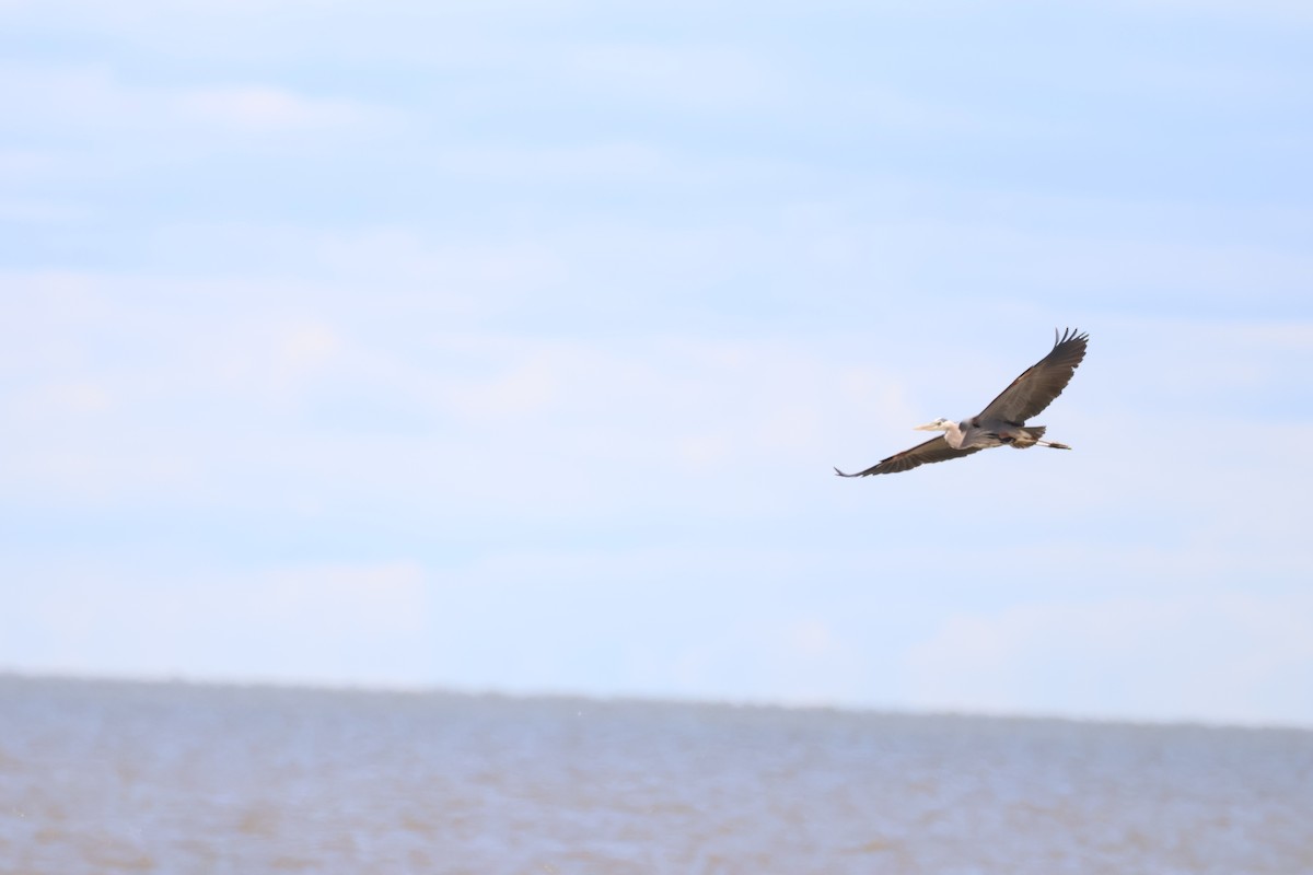 Great Blue Heron - ML642914022