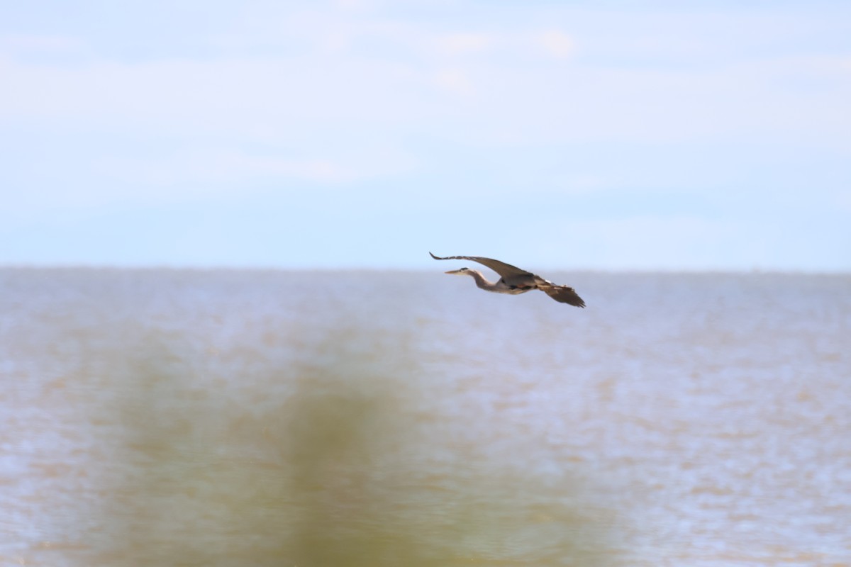 Great Blue Heron - ML642914023