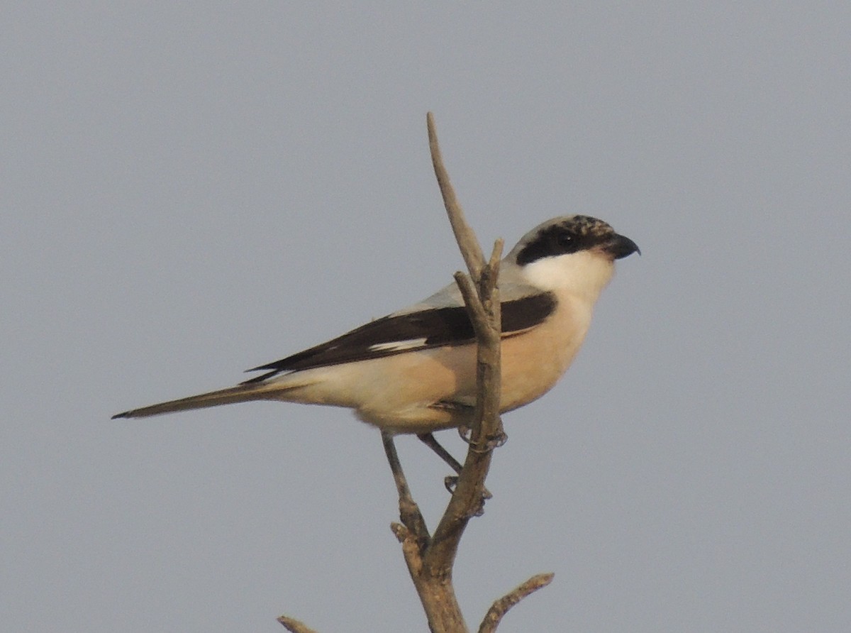 Lesser Gray Shrike - ML642914024
